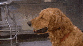 dog sweating